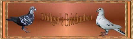 Brieftauben_Banner_Tiger_1