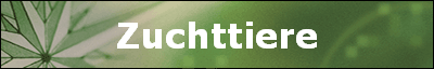 Zuchttiere